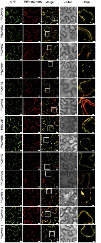Localization of different PROVIR-GFP proteins in <i>N</i>. <i>benthamiana</i> leaves and protein co-localization with the plasma membrane marker protein PIP-mCherry by confocal microscopy.