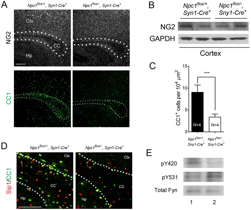 Neuron-specific deletion of <i>Npc1</i> leads to blockade of oligodendrocyte maturation.