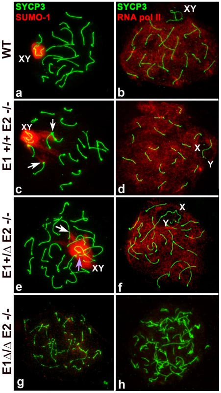 Meiotic sex chromosome inactivation appears unaffected by depletion of E-type cyclins.