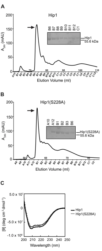 Purification of Hip1 and Hip1(S228A) by ion exchange chromatography.