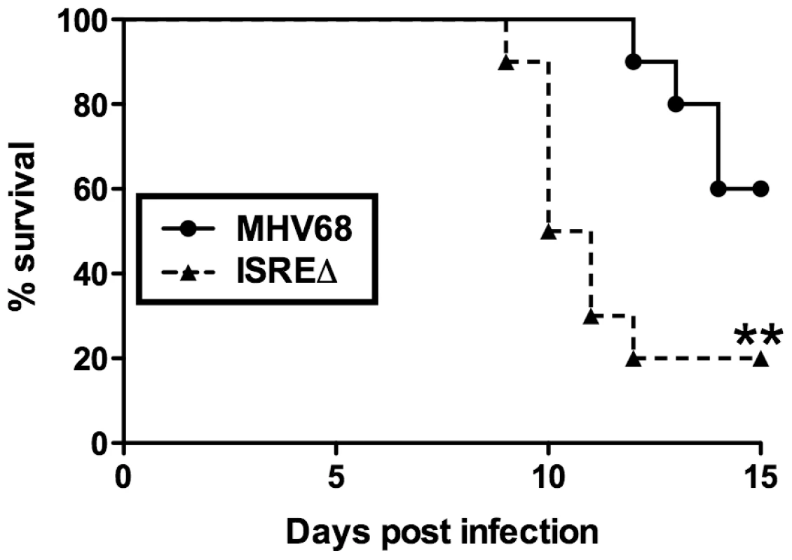 The M2 ISRE attenuates MHV68 virulence.
