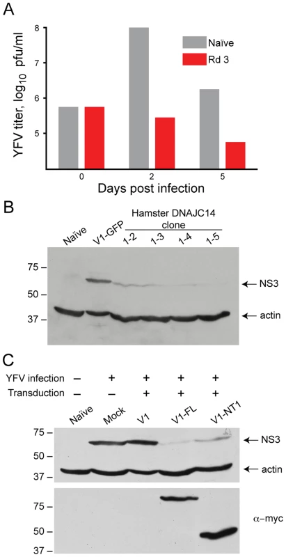 DNAJC14 inhibits YFV replication.