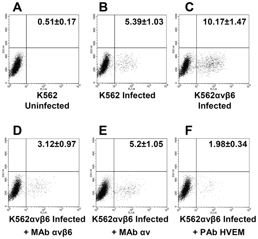 Gain of function experiment shows increase in infection with RLM5 in K562 cells following expression of αvβ6-integrin.
