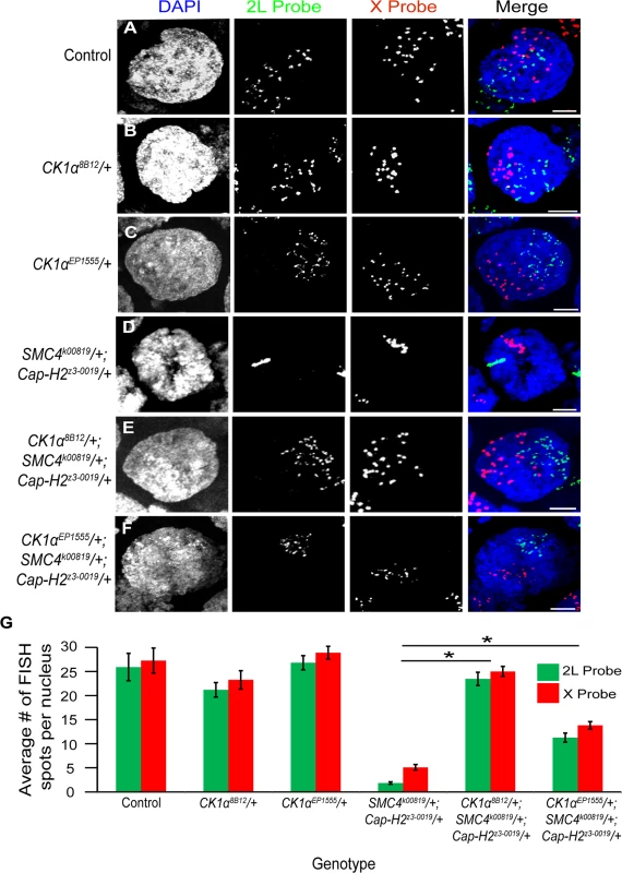 CK1α mutations suppress condensin II loss of function unpairing phenotype in polyploid nurse cells.