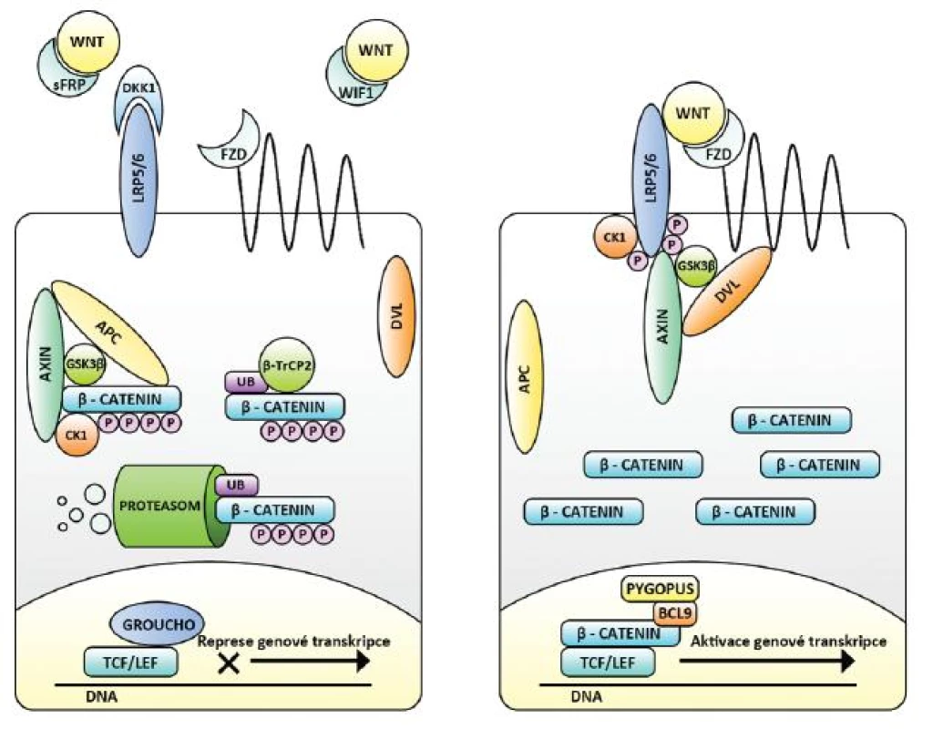 Kanonická Wnt signalizace v cílové buňce – vlevo neaktivní, vpravo aktivní. Nejsou-li Wnt vázány na membránové receptory FZD a LRP (např. pro přítomné sekreční inhibitory sFRP, WIF a DKK), je volná cytoplazmatická hladina ß-kateninu snižována aktivitou ß-katenin degradačního komplexu (Axin, APC, CK1 a GSKß), E3-ligázy ß-TrCP2 a proteodegradačního aparátu buňky. TCF/LEF spolu s dalšími molekulami (např. Groucho) působí jako represory genové transkripce. Při vazbě Wnt na receptory dochází k fosforylačním změnám cytoplazmatické části LRP, k navázání Axinu a disociaci degradačního komplexu – za účasti proteinu Dvl. ß-katenin není degradován, přechází do jádra a mění TCF/LEF na aktivátory genové transkripce. Efekt je potencován dalšími molekulami (např. BCL9 a Pygopus).