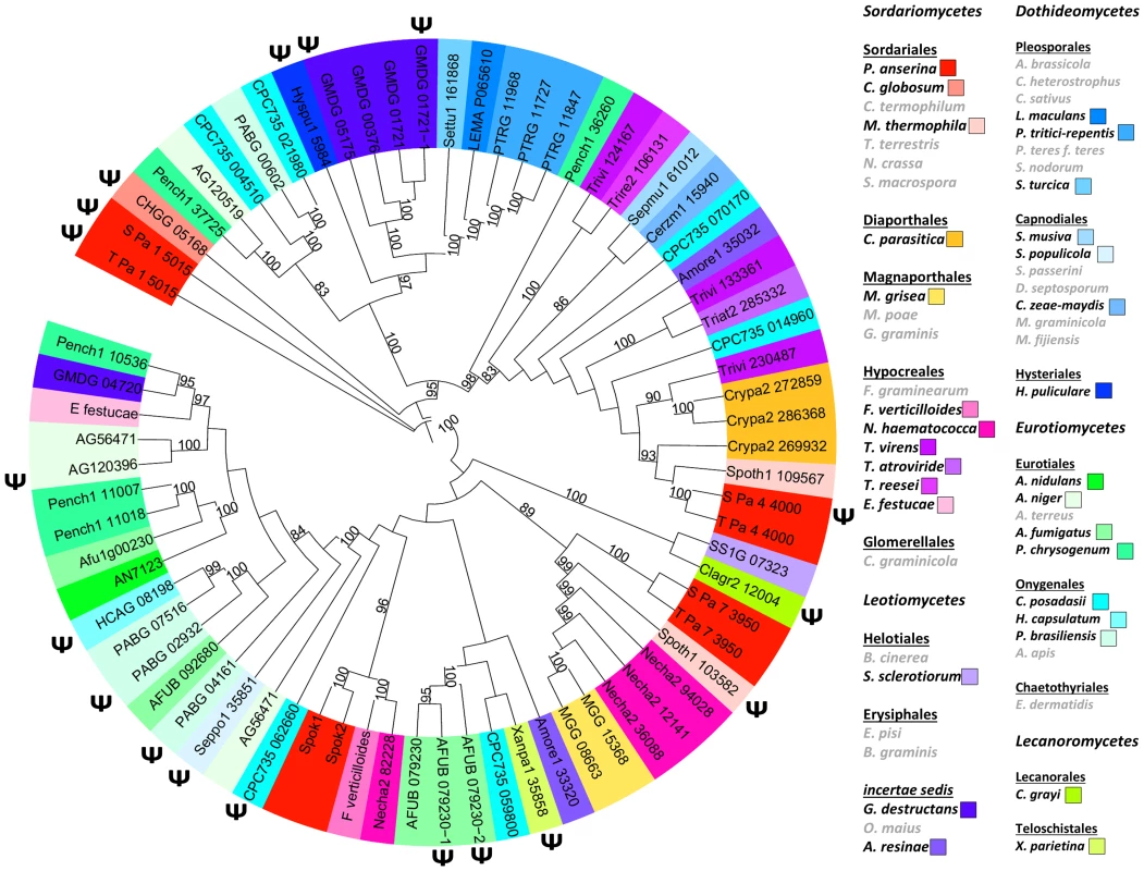 Phylogenetic tree of <i>Spok</i> and <i>Spok</i>-like genes in representative fungal species.