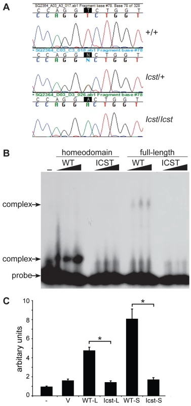 <i>Icst</i> is a homeodomain missense mutation of <i>Lmx1b</i> that abolishes protein function.