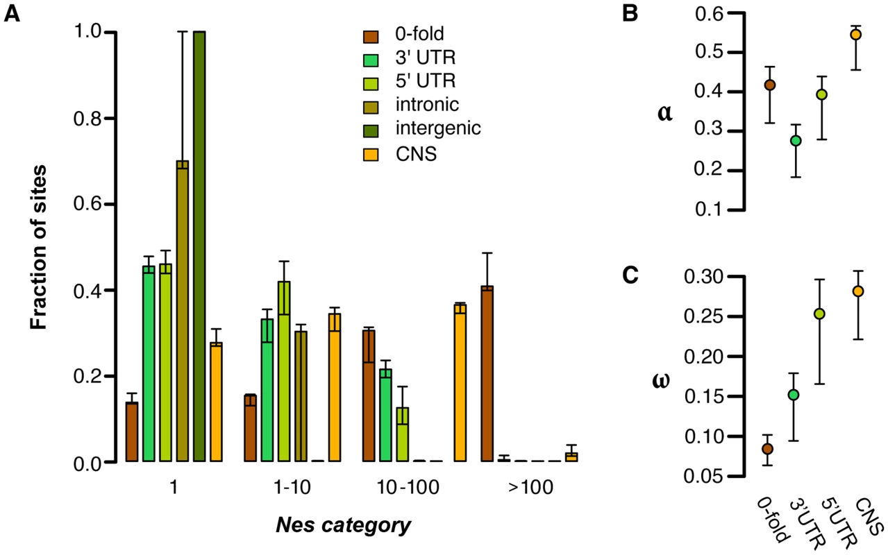 Estimates of negative and positive selection on coding and noncoding sites in <i>C. grandiflora</i>.