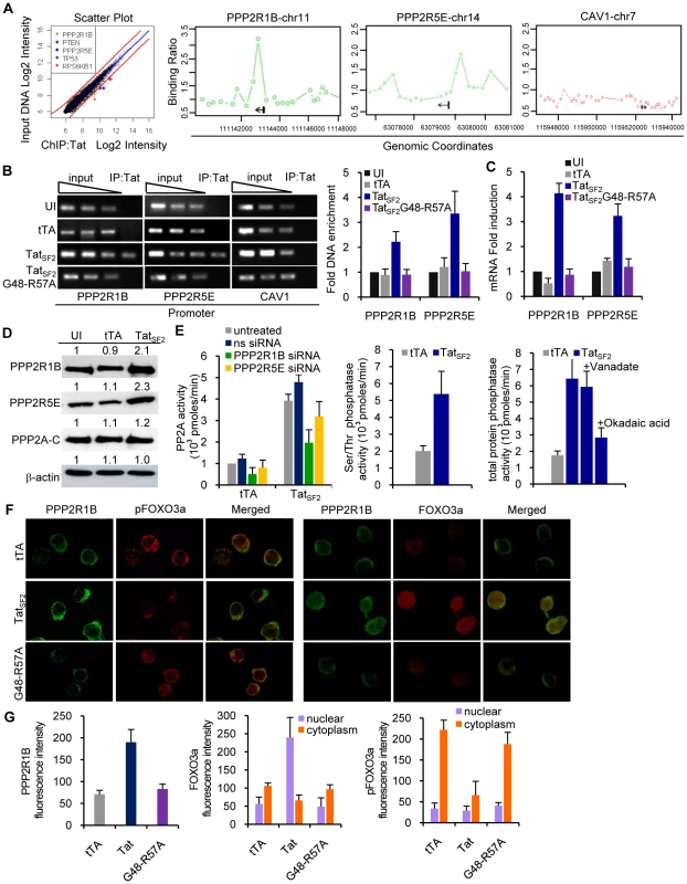 Tat associates with the PPP2R1B and PPP2R5E promoter and increases protein levels of PPP2R1B and PPP2R5E and PP2A activity in Jurkat cells.