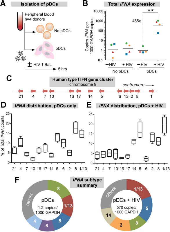 Expression of IFNα subtypes in pDCs following HIV-1 exposure.