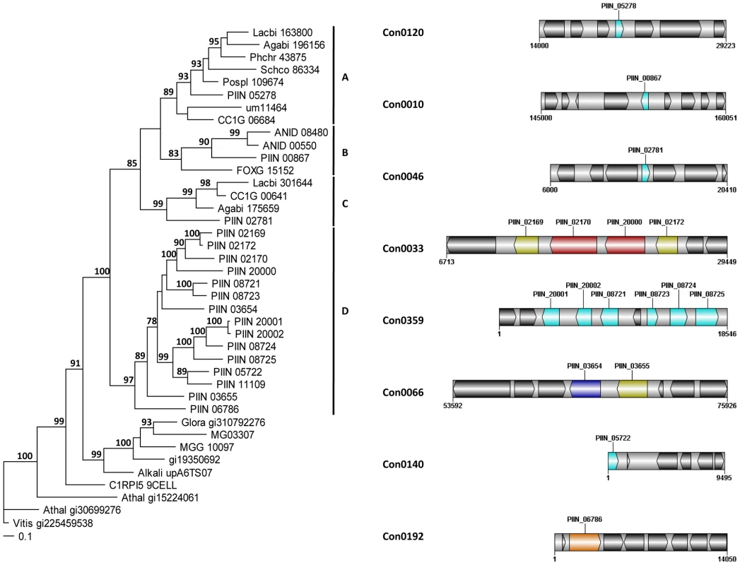 <i>P. indica</i>-specific expansion of genes encoding LysM domain containing proteins.