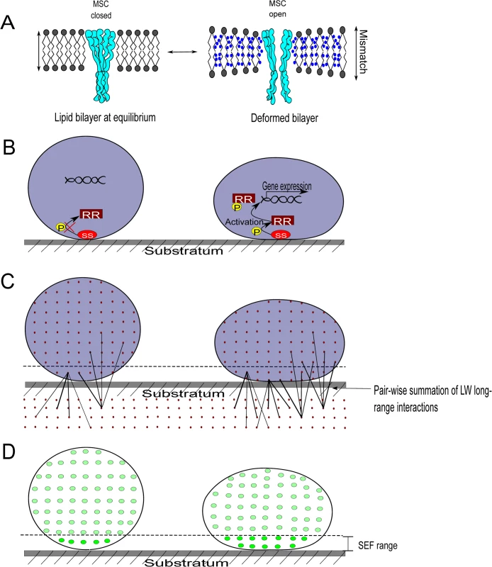 Bacterial cell wall deformation, mechanosensing, and the measurement of cell wall deformation using surface enhanced fluorescence.