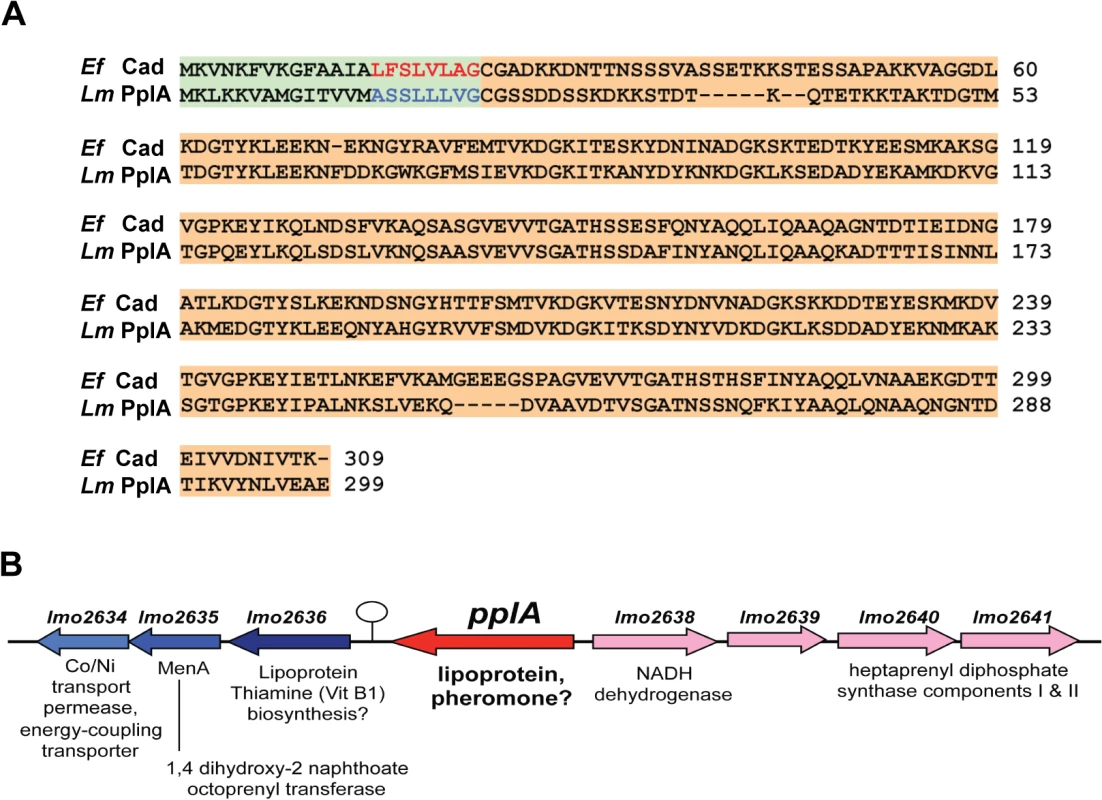 <i>L</i>. <i>monocytogenes</i> secretes a PrfA-induced lipoprotein that shares homology with <i>Enterococcus faecalis</i> Cad and its N-terminal encoded peptide-pheromone.