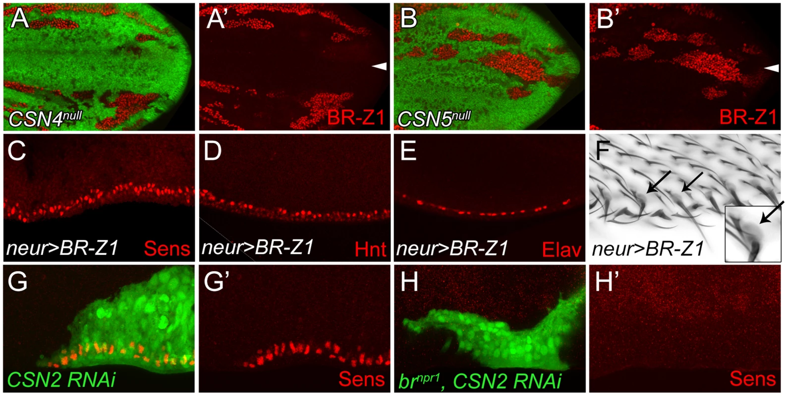 BR-Z1 upregulation is required for Sens upregulation at the PWM of <i>CSN</i> mutants.