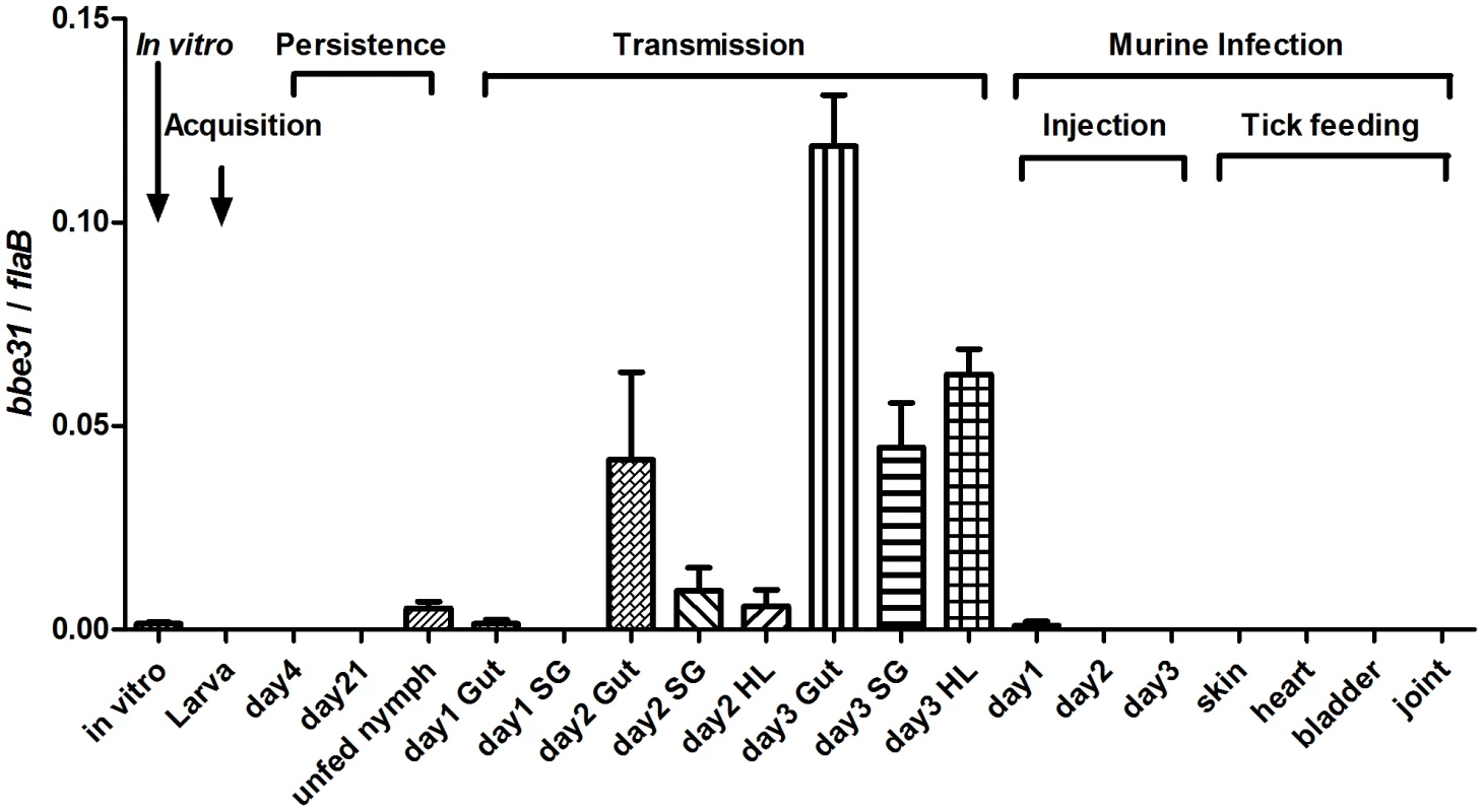 <i>bbe3</i>1 expression profile throughout representative stages of the natural spirochete life cycle.