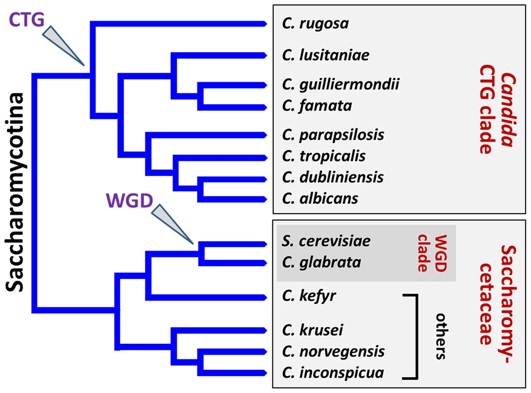 Schematic representation illustrating the phylogeny of NAC species.