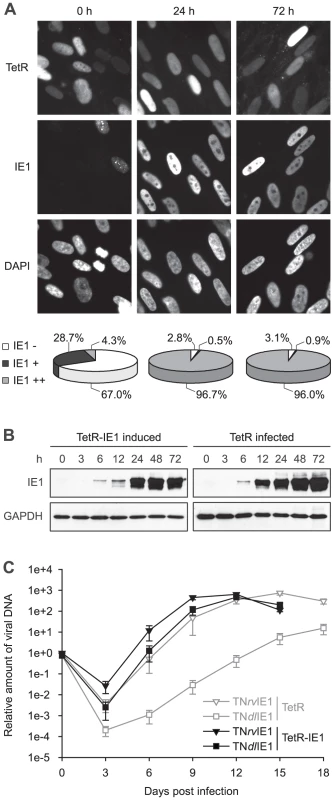 Characterization of TetR-IE1 cells.