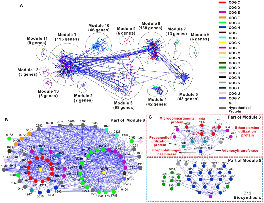 Gene co-expression network of the <i>Thermoanaerobacter</i> glycobiome.