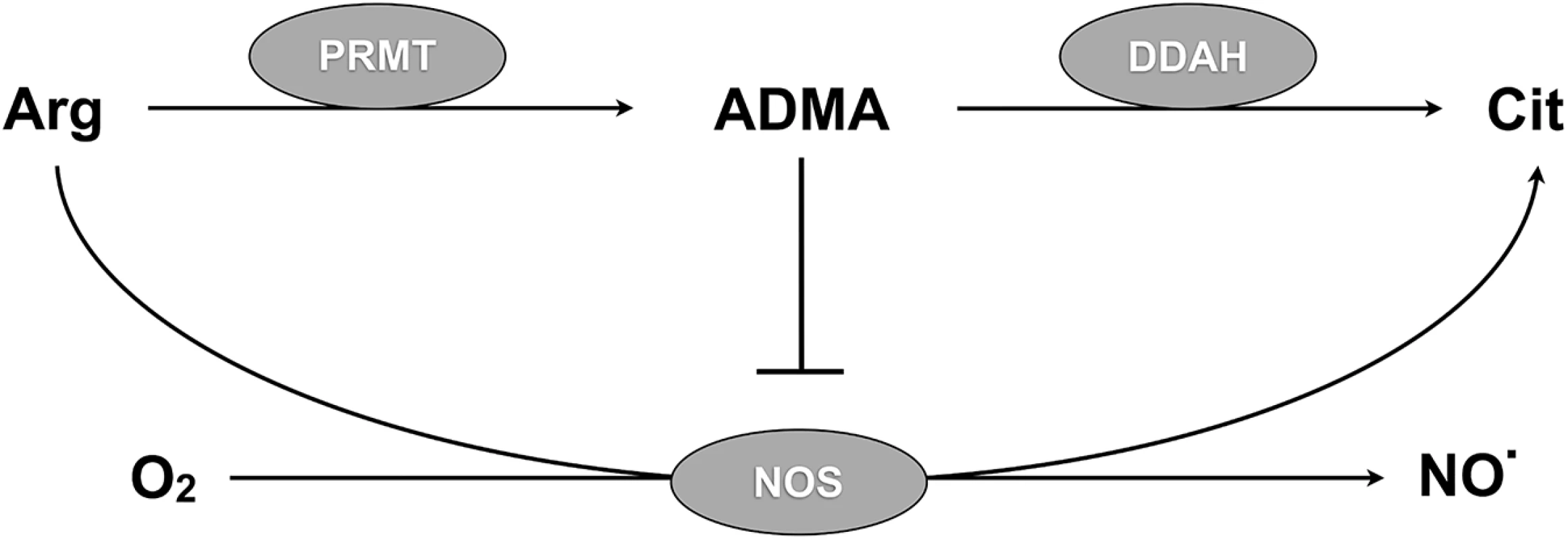 DDAH regulates NO synthesis via ADMA metabolism.