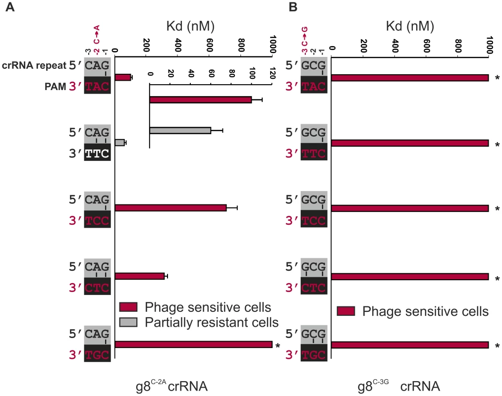 Base pairing at the −2 and −3 positions does not interfere with CRISPR-immunity.