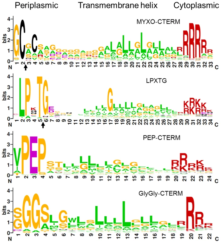 Consensus sequence LOGO of indicated bacterial C-terminal protein sorting motifs.