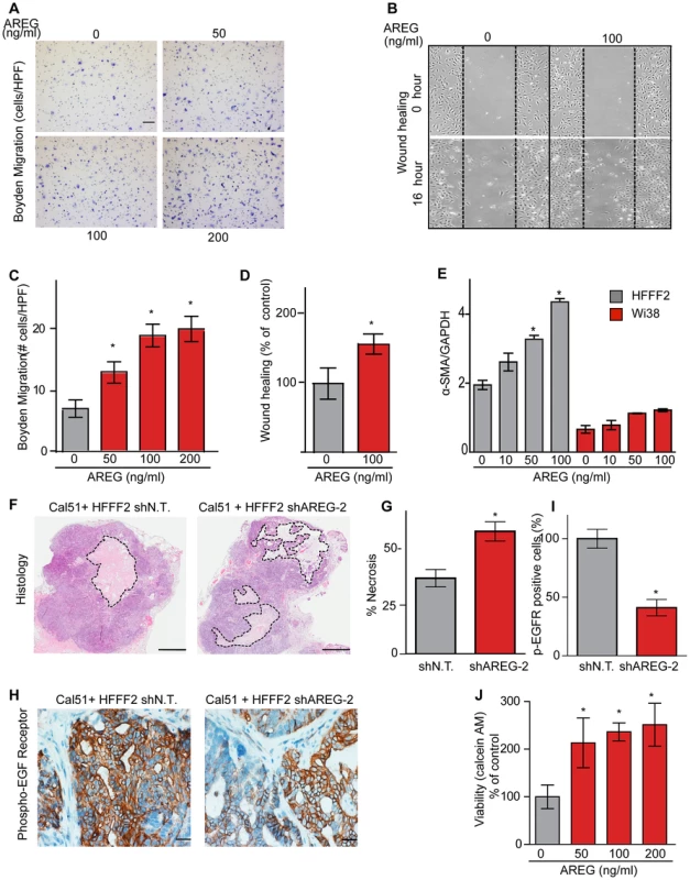 Amphiregulin is a chemoattractant for fibroblasts and helps prevent necrosis and tumor cell death.