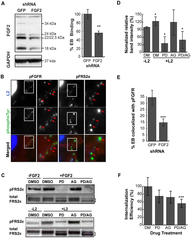 Cell associated FGF2 contributes to <i>C. trachomatis</i> L2 binding, activation and recruitment of FGFR/FRS2α, and bacterial entry.