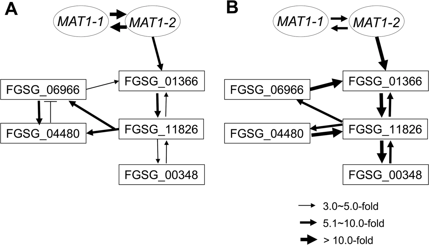 Regulatory networks among the sexual transcription factors (TFs) and an RNAi regulator (FGSG_00348) under control of the <i>MAT</i> loci during sexual development in <i>F</i>. <i>graminearum</i>.