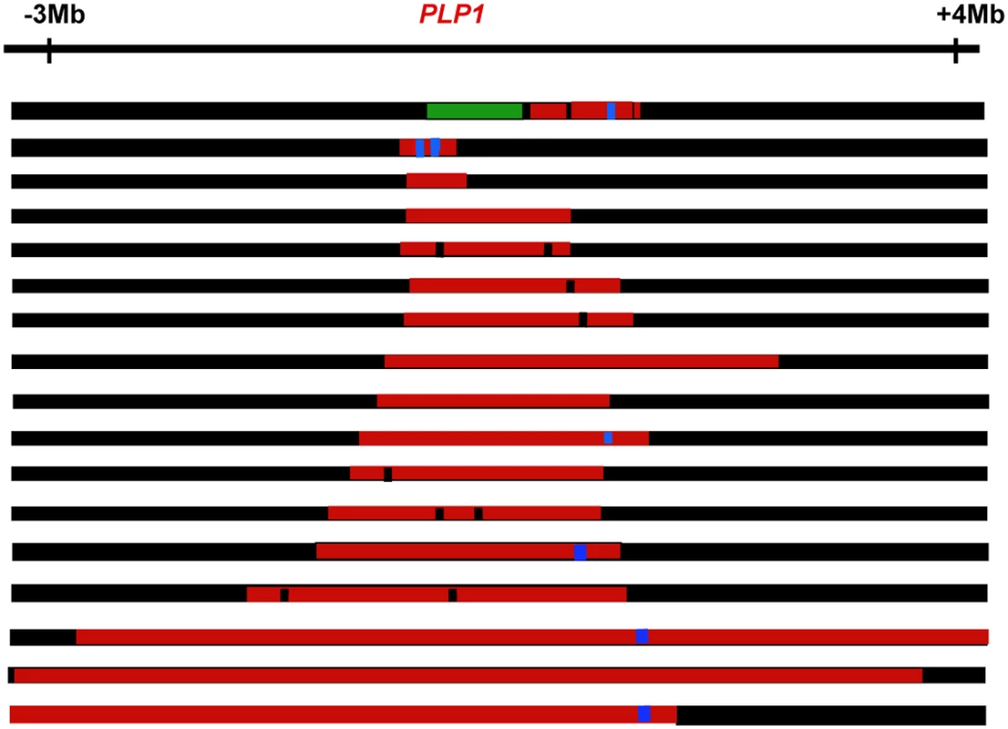 Complex genomic rearrangements at <i>PLP1</i> seen in patients with Pelizaeus-Merzbacher disease, illustrating long-range as well as short-range complexity.