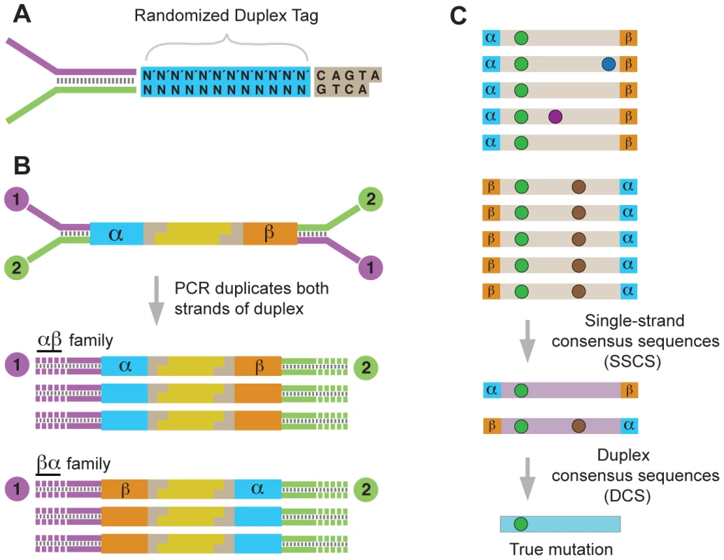 Overview of the Duplex Sequencing methodology.