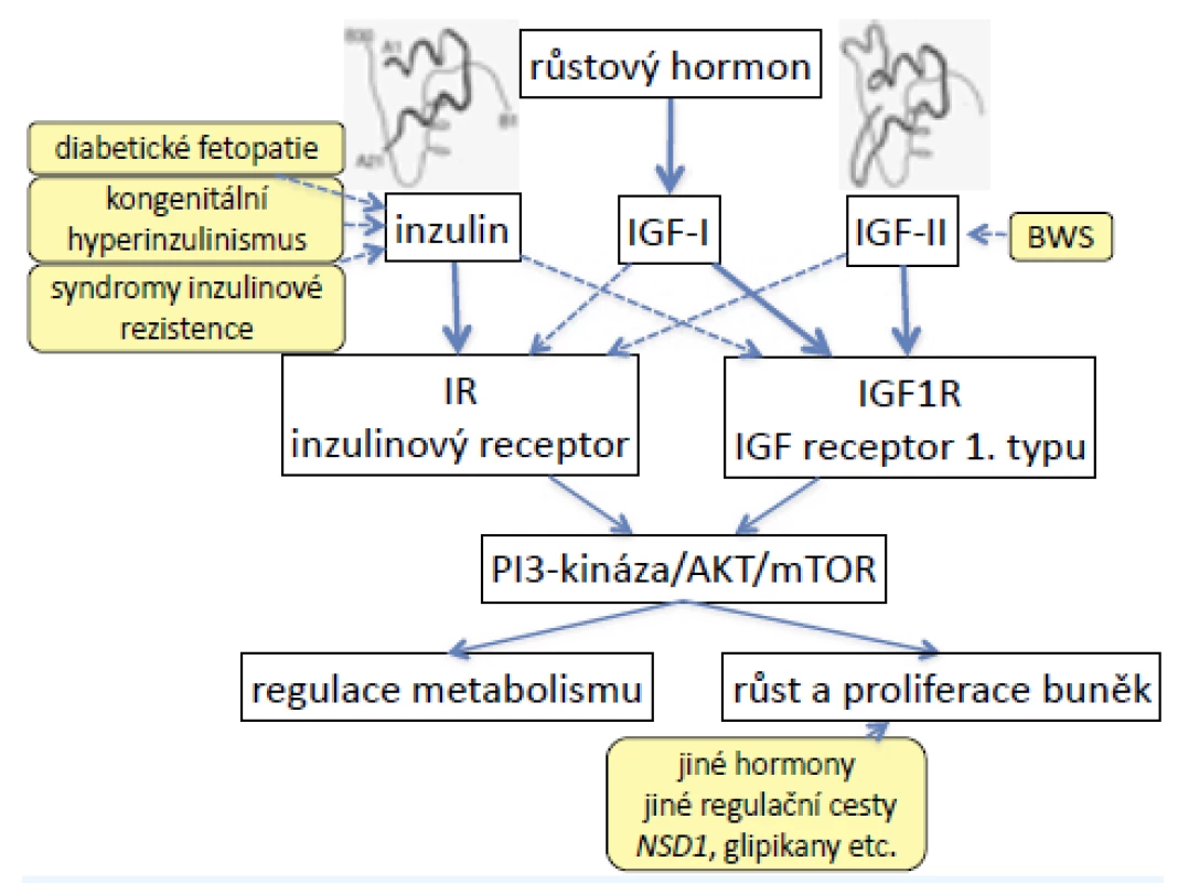 Signalizační kaskáda inzulinu, IGF-I a IGF-II. Inzulinový receptor a 1. typ receptoru pro IGF jsou podobné a částečně homologní, proto mají částečnou zkříženou afinitu ke svým ligandům. Při vysokých hladinách inzulinu (syndromy vrozené inzulinové rezistence, ale také diabetická fetopatie) proto dochází k nadměrnému růstu do délky; nadměrná exprese IGF-II (u Beckwithova-Wiedemannova syndromu) způsobuje nejen nadměrný růst, ale také hypoglykemie.