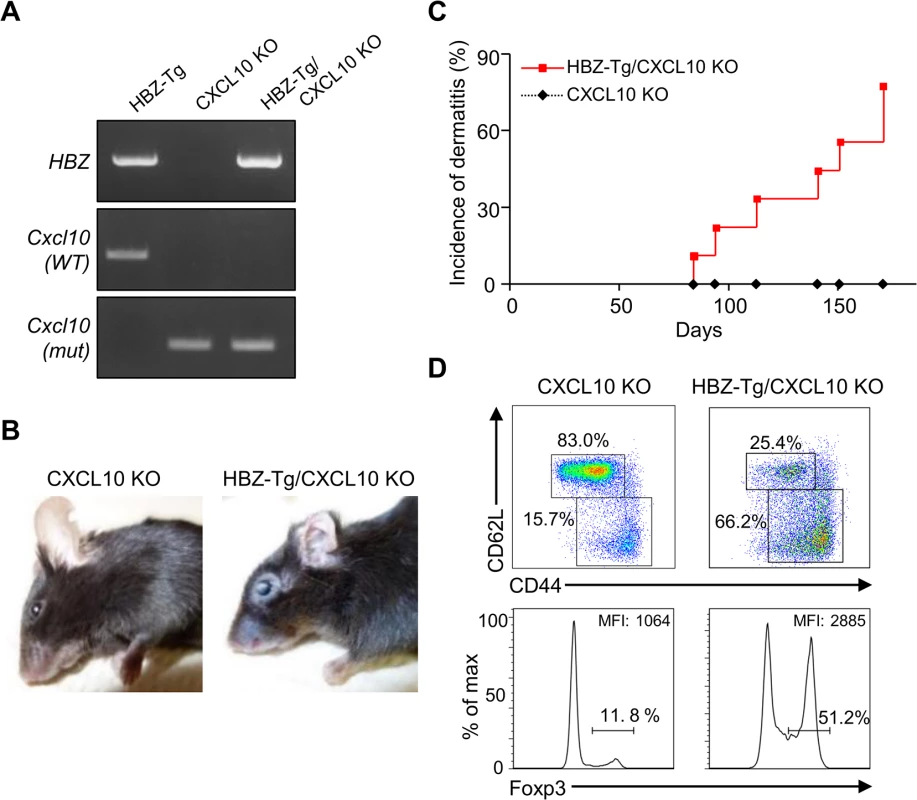 CXCL10 is not associated with systemic inflammation in HBZ-Tg mice.