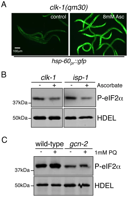 Phosphorylation of eIF2α during Mitochondrial Stress Requires ROS.