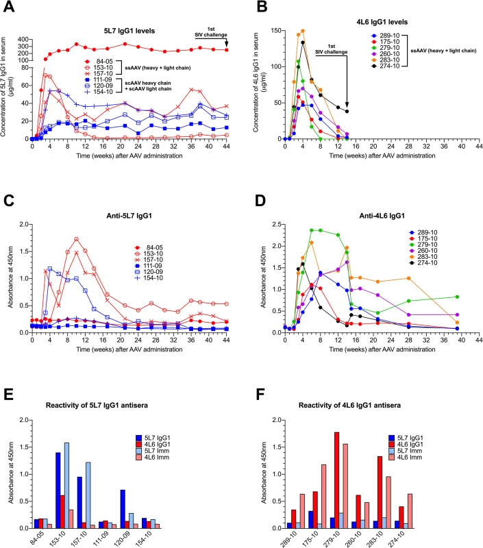 Serum concentration of the IgG1 mAbs 4L6 and 5L7, and emerging anti-mAb responses following recombinant AAV administration.