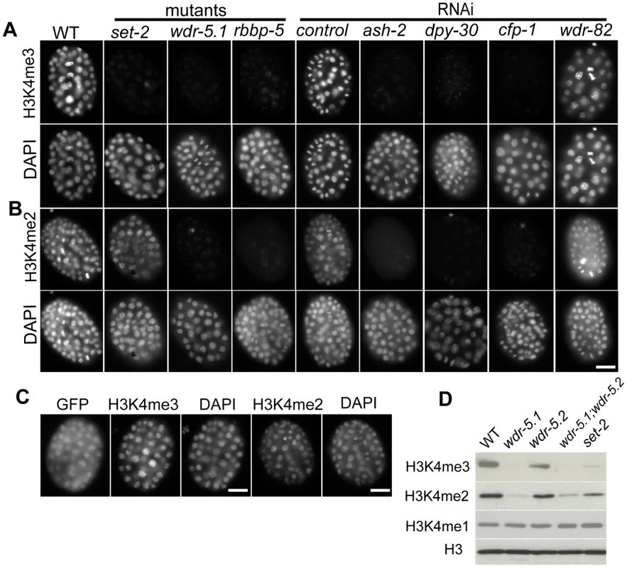 Set1/MLL complex components are largely responsible for H3K4me2/3 in embryos.