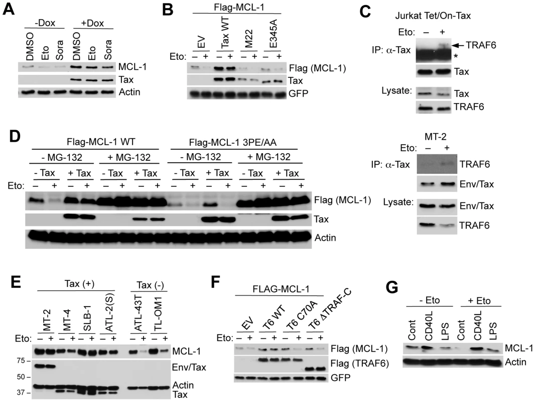 Tax and TRAF6 protect MCL-1 from degradation induced by genotoxic stress stimuli.