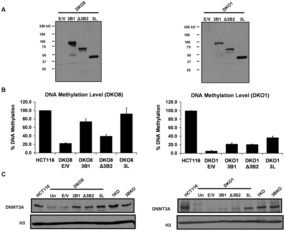Increase in DNA methylation restores the DNMT3A protein level in DKO cells.