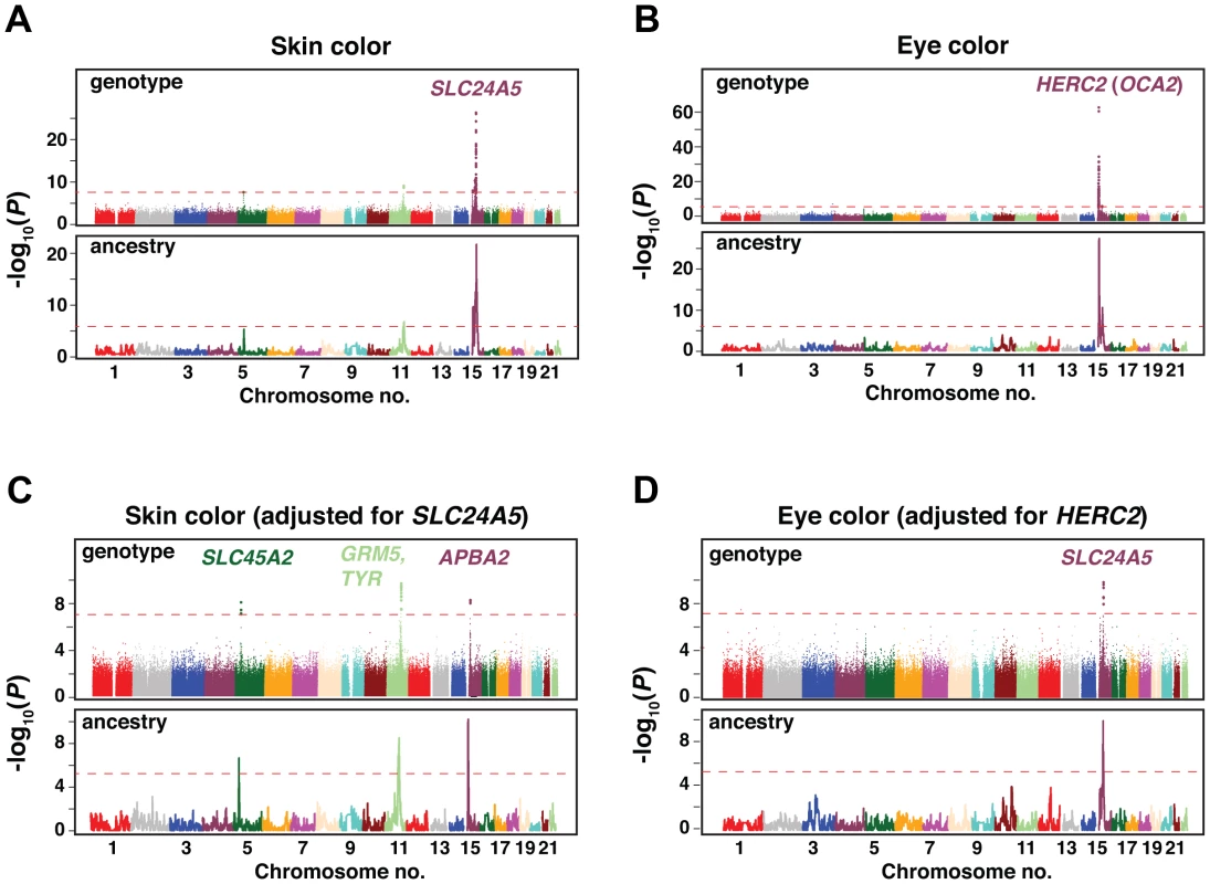 GWAS results for skin and eye color in the total Cape Verdean cohort.
