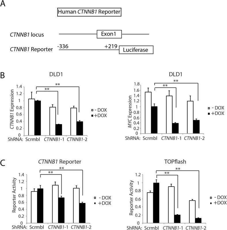 Inhibition of <i>CTNNB1</i> transcript levels affects <i>MYC</i> transcript levels and <i>CTNNB1</i> reporter gene activity in human DLD1 colon cancer cells.