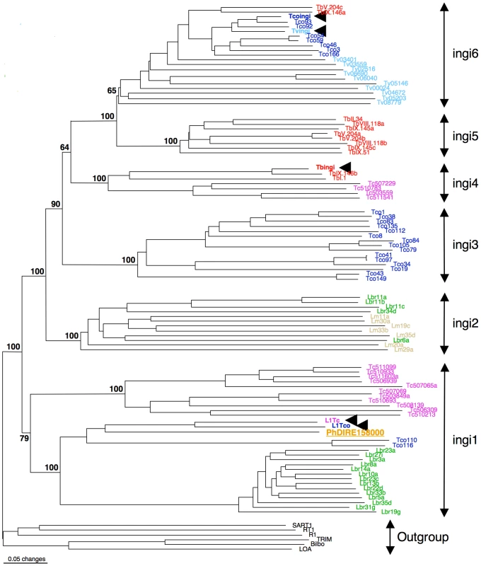 Phylogenetic tree of the reverse transcriptase domain of retroposons belonging to the ingi (from the Kiswahili root adjective meaning ‘many’) clade.