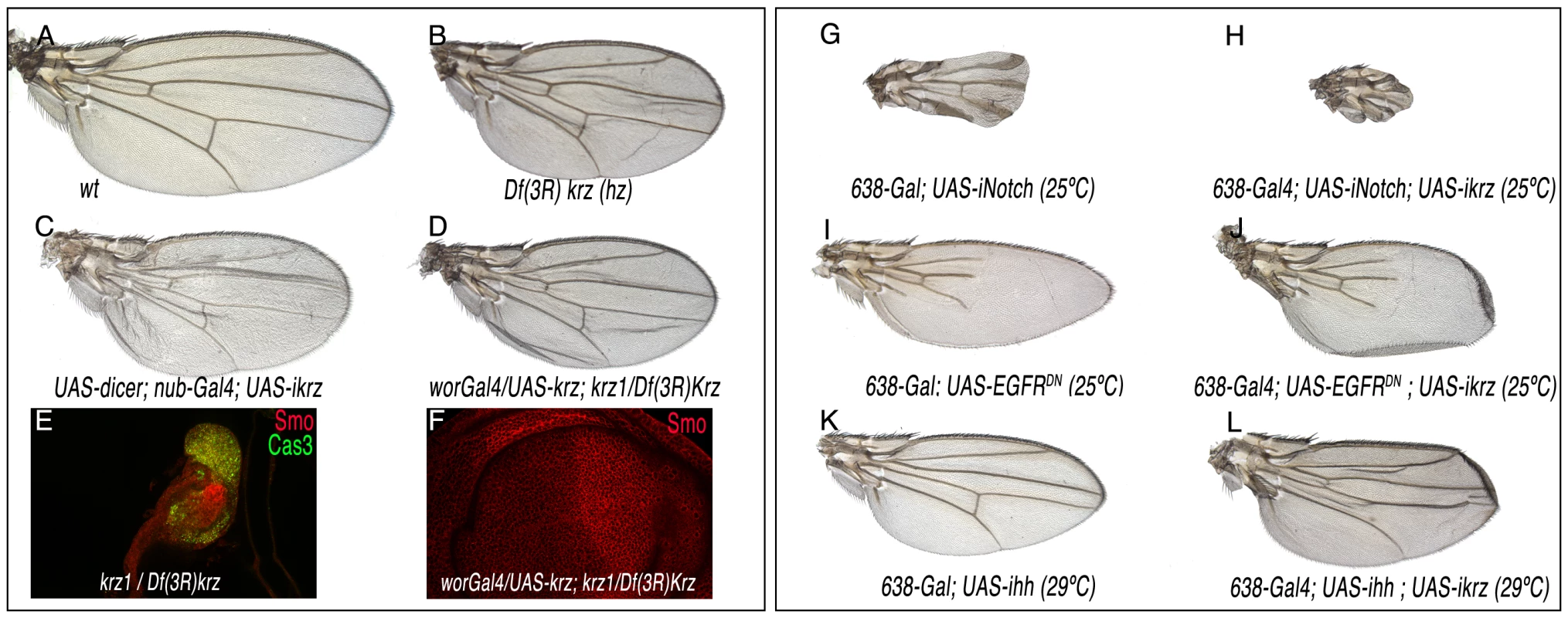 Loss-of-function phenotype of <i>krz</i> in the wing.