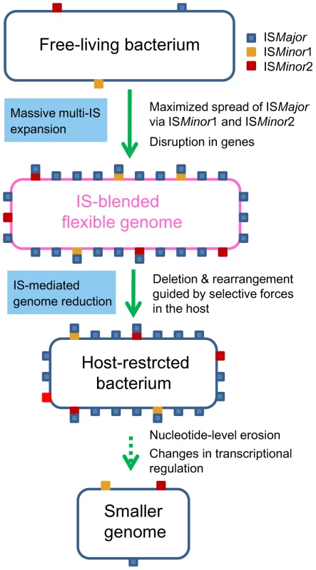 A proposed general model for the bacterial genome-reductive evolution in a specialized niche.