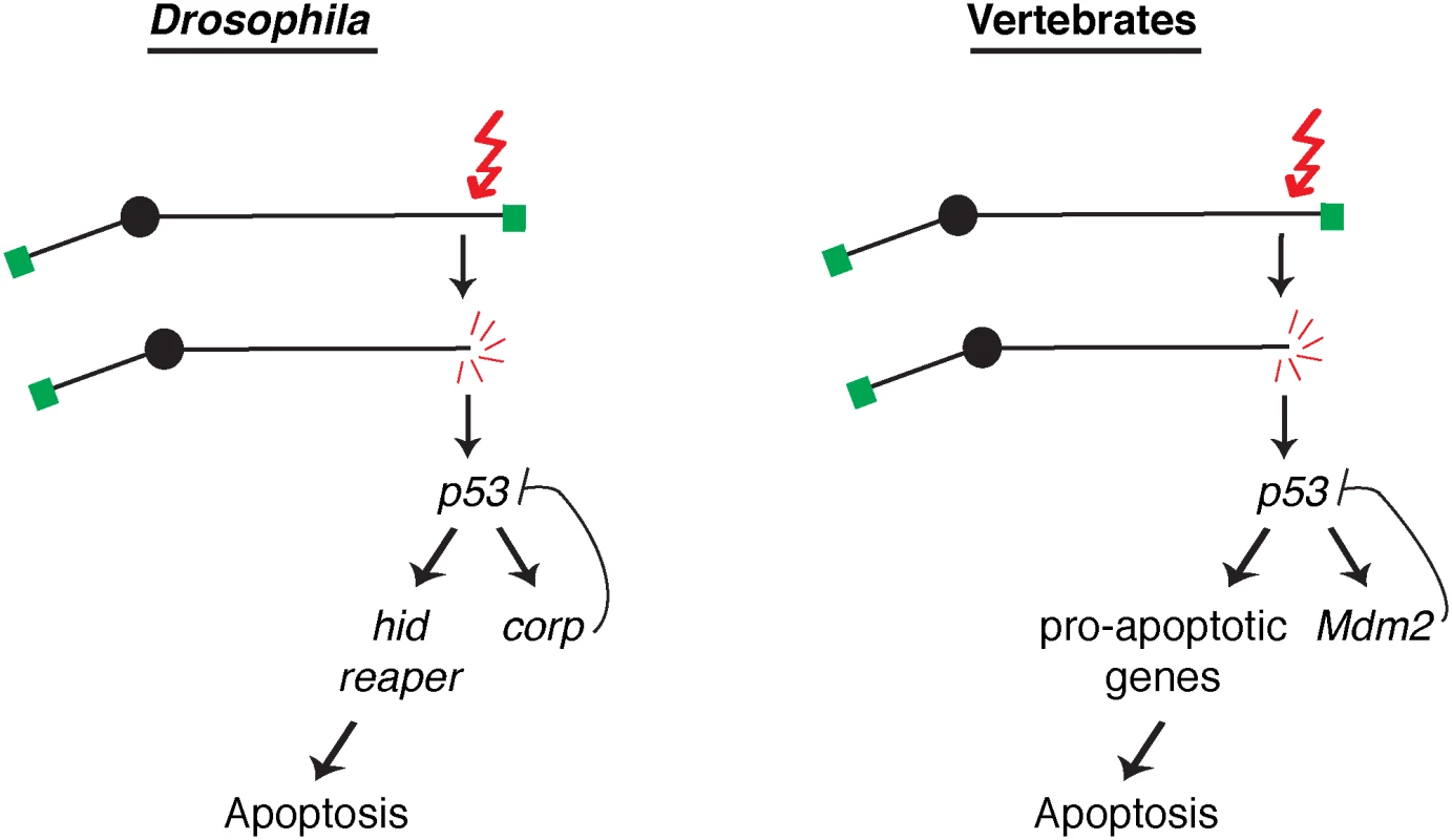 A comparison of competing pathways under P53 control in <i>Drosophila</i> and vertebrates.