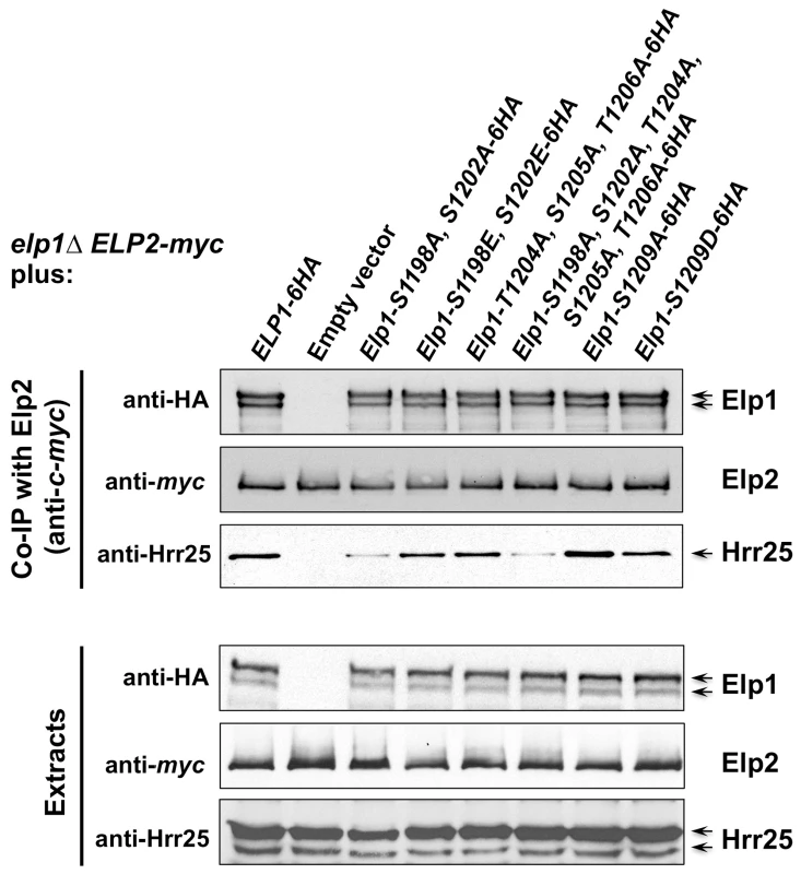 Phosphorylation site mutations in Elp1 lead to changes in Hrr25 association with Elongator.