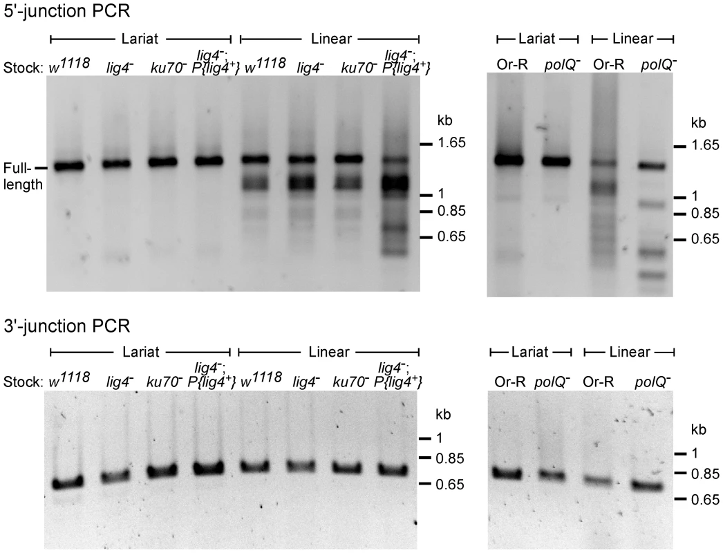 PCR analysis of integration junctions from lariat and linear intron RNA retrohoming in wild-type and mutant strains.