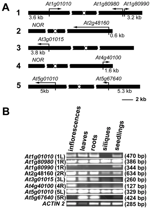 Expression of <i>Arabidopsis</i> chromosome-terminal genes.