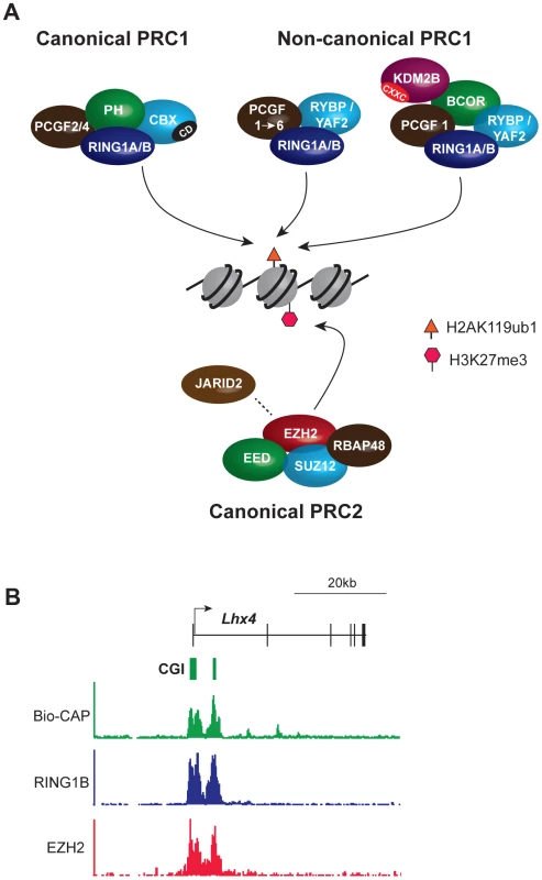 Core components of the major PcG complexes in vertebrate cells overlap with CpG islands.