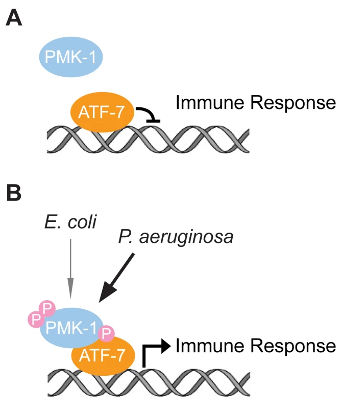 Model for the function of ATF-7 in <i>C. elegans</i> innate immunity.