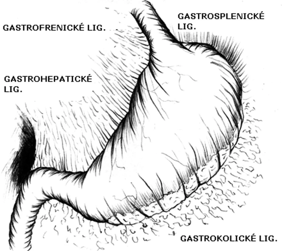 Závěsy žaludku
Fig. 6: Ligaments of the stomach