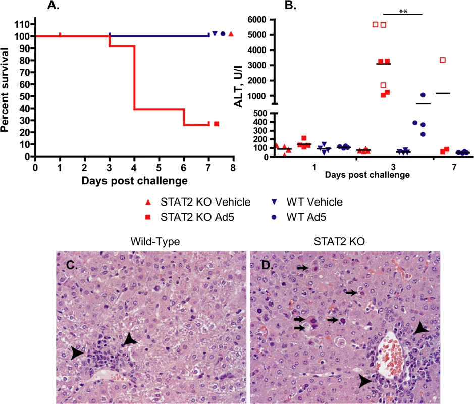 Ad5 infection causes increased pathology with STAT2 KO hamsters compared to wt ones.
